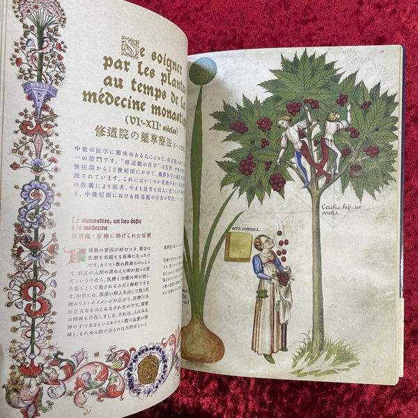 ひみつの薬箱 : 中世装飾写本で巡る薬草の旅 – 古書ドリス