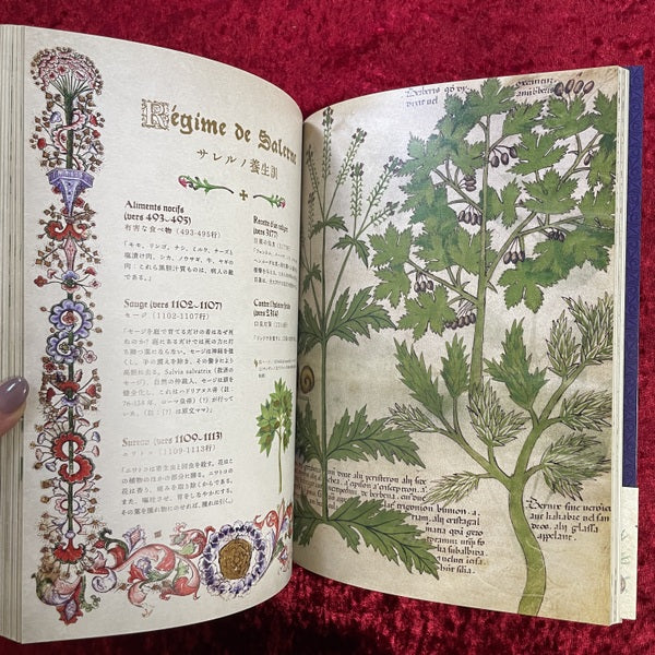 ひみつの薬箱 : 中世装飾写本で巡る薬草の旅
