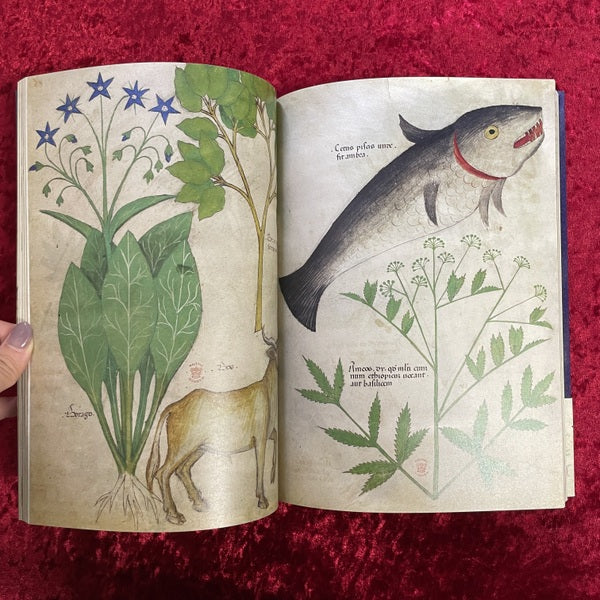 ひみつの薬箱 : 中世装飾写本で巡る薬草の旅 – 古書ドリス