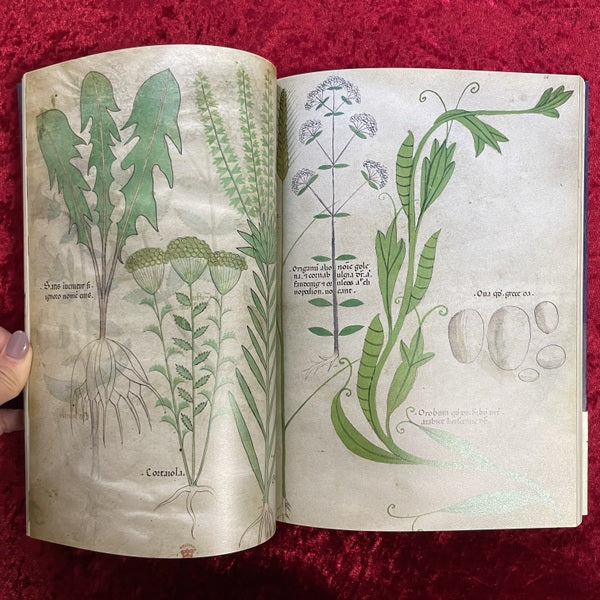 ひみつの薬箱 : 中世装飾写本で巡る薬草の旅
