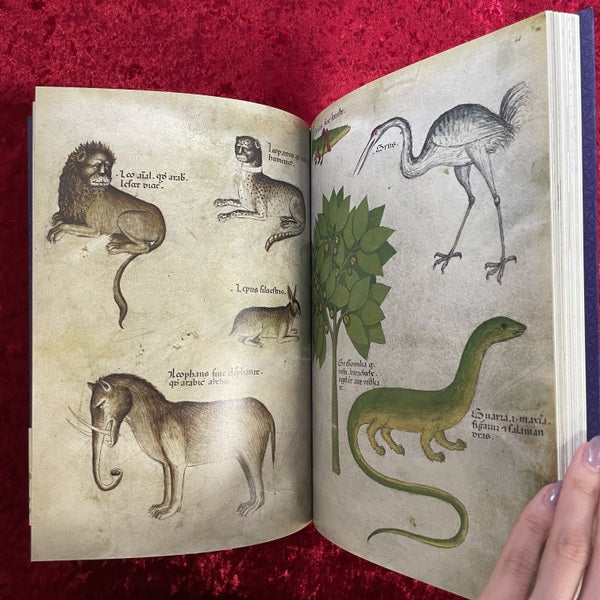 ひみつの薬箱 : 中世装飾写本で巡る薬草の旅