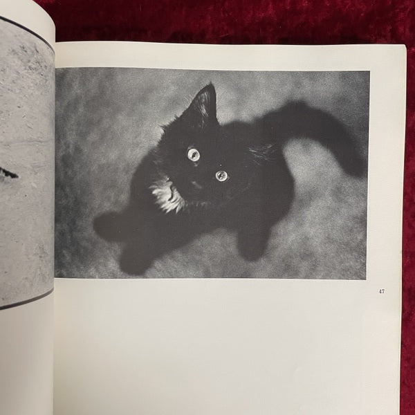 The Photographed Cat: Great Photographers on Cats　洋書