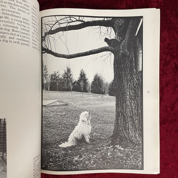 The Photographed Cat: Great Photographers on Cats　洋書