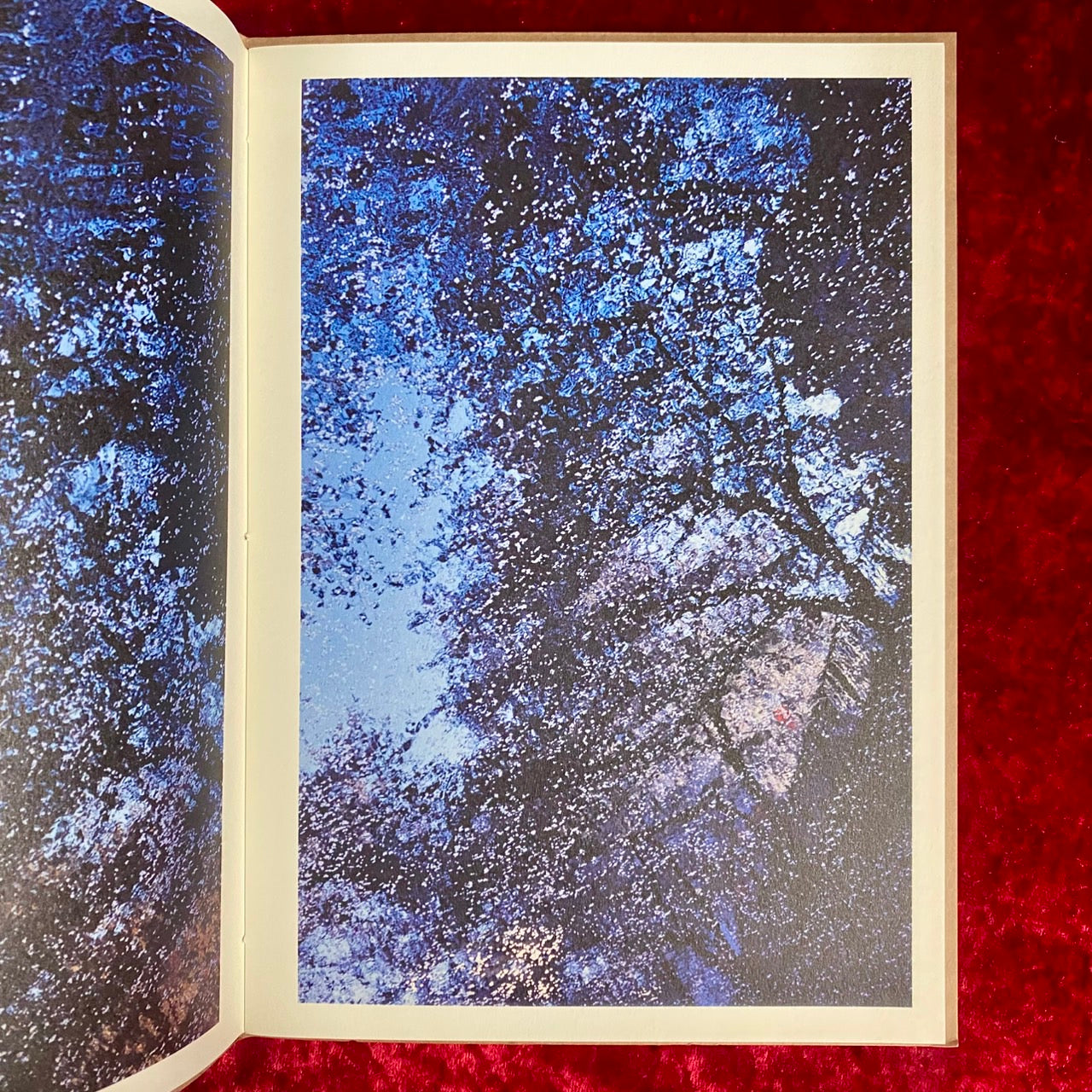 PLANT A TREE　蜷川実花 写真集　限定700部　サイン入り