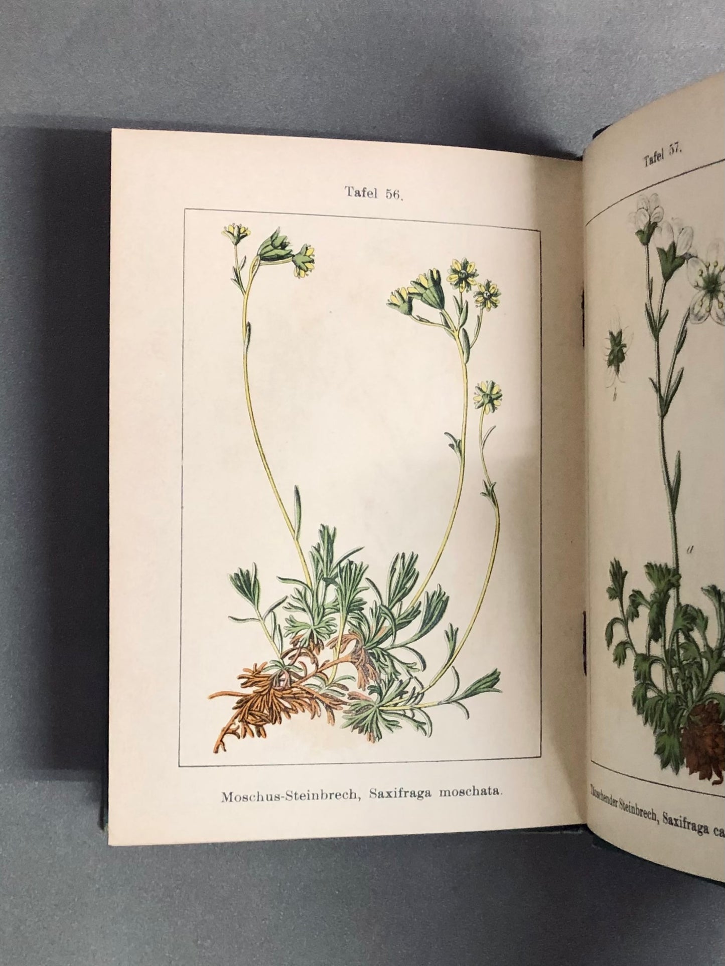 J.Strum s Flora von Deutchland　ドイツのポケット植物図鑑　洋書　【林由紀子蔵書票貼り付け】