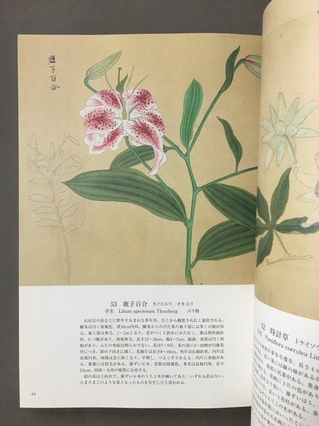 花木真寫 : 植物画の至宝　画：近衛豫楽院　監修・執筆：源豊宗, 北村四郎　解説：今橋理子