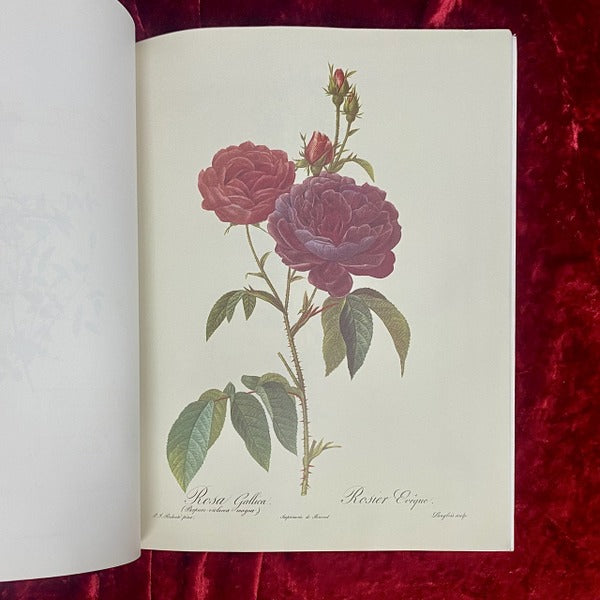 Les Merveilleuses Roses　バラ図譜　著：ピエール= ジョゼフ･ルドゥーテ　洋書