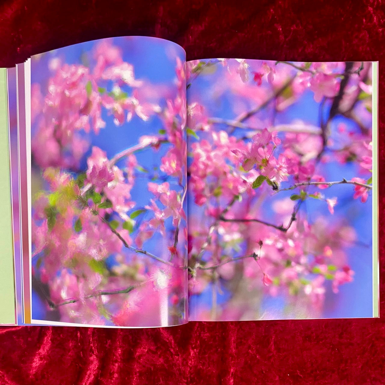 VERDIGRIS / AMBERGRIS 　洋書