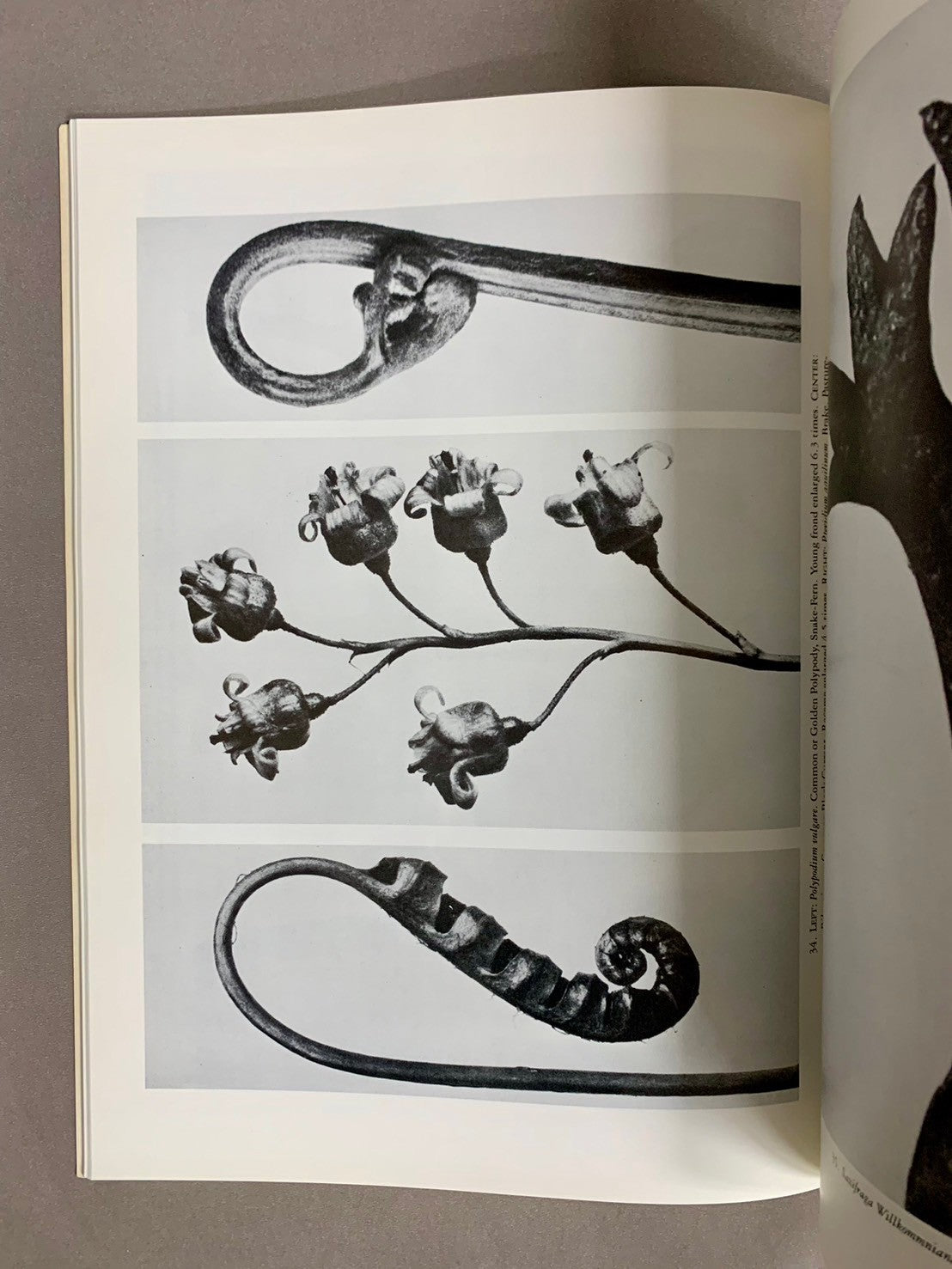 ART FORMS IN THE PLANT WORLD　Karl Blossfeldt　カール・ブロスフェル　洋書
